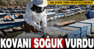 Soğuk hava bal arılarının ölümüne neden oldu