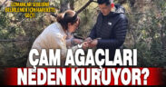 Göveçlik ormanlarındaki kuruyan karaçam ağaçlarında inceleme yapıldı