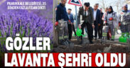 Pamukkale Belediyesi Gözler’e 25 bin 104 lavanta dikti