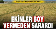 Ekinler kuraklık nedeniyle boy vermeden sararmaya başladı