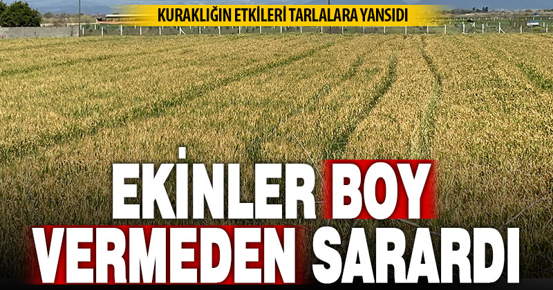 Ekinler kuraklık nedeniyle boy vermeden sararmaya başladı