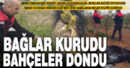Soğuk etkisi: Denizli tarımında telafisi olmayan zarar