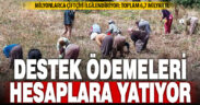 Çiftçilere destek ödemesi bugün yapılacak