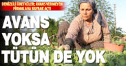 Türkiye’nin en kaliteli tütünlerini yetiştiren Beyağaç Kale ve Tavas’ta üreticinin “avans” isyanı