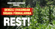 Denizlili tütün üreticileri sigara firmalarına rest çekti: Kooperatif kurarız