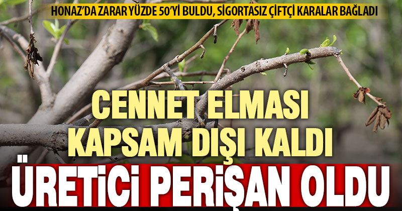Sigorta yaptırmayan cennet hurması üreticisi destek bekliyor