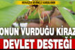 Soğukların vurduğu kiraz üreticisine devlet desteği