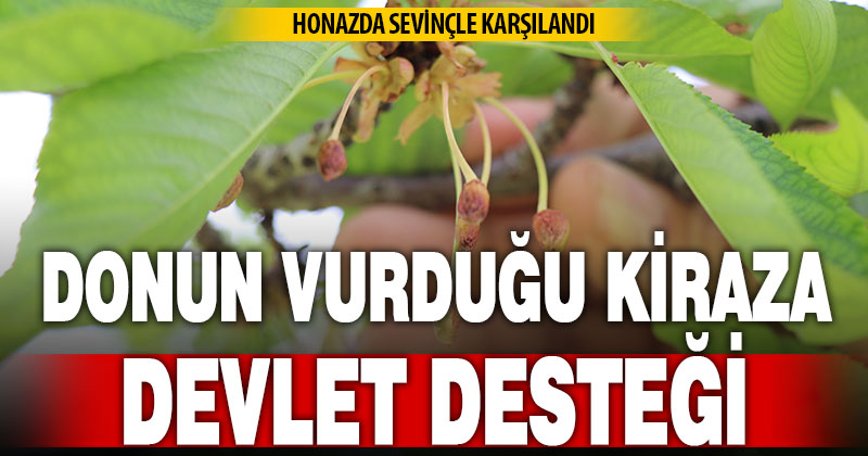 Soğukların vurduğu kiraz üreticisine devlet desteği