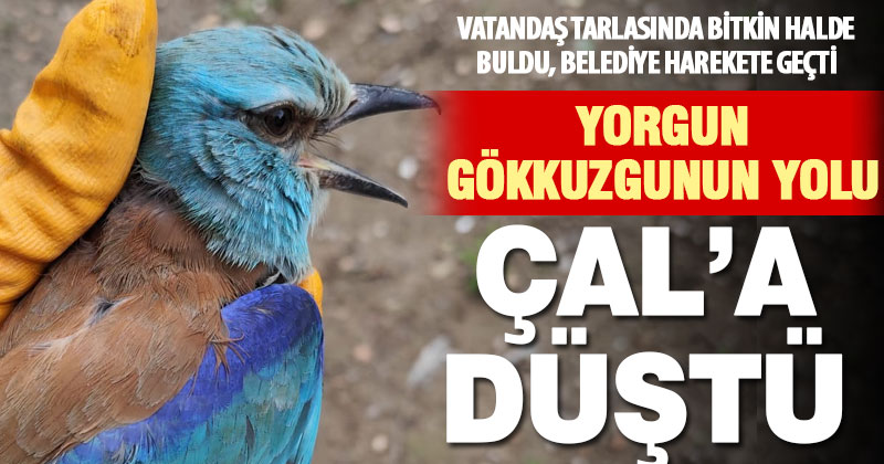 Avrupa’dan Afrika’ya göçen gökkuzgun Çal’da yorgun düştü