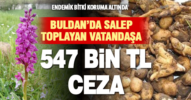 Buldan’da salep toplayan kişiye 547 bin TL ceza uygulandı