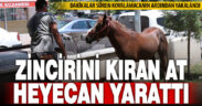 Ahırdan kaçan at ekiplere zor anlar yaşattı