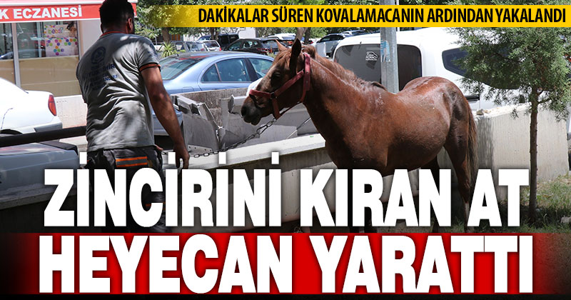 Ahırdan kaçan at ekiplere zor anlar yaşattı