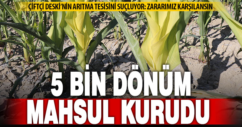 Arıtma tesisinden gelen suyla sulama yapan çiftçilerin ürünleri kurudu