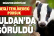 Nesli tehlike altındaki porsuk Buldan’da görüntülendi