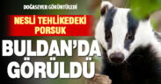 Nesli tehlike altındaki porsuk Buldan’da görüntülendi