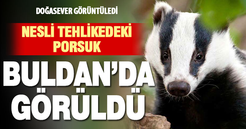 Nesli tehlike altındaki porsuk Buldan’da görüntülendi
