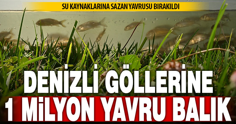 Denizli’de göl ve göletlere 1 milyon sazan yavrusu bırakıldı