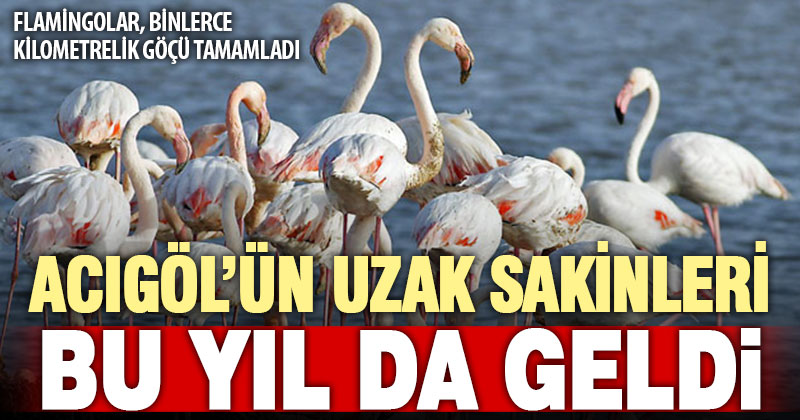 Flamingoların zorlu göçü tamamlandı