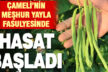 Meşhur Çameli sırık fasulyesinde hasat zamanı