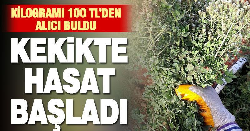 Tescilli Denizli kekiğinde hasat başladı