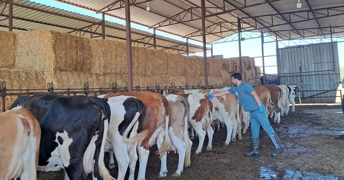 Söke’de şap karantinası kaldırıldı
