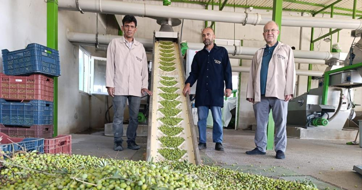 Köprübaşı’nda zeytin sıkım sezonu başladı