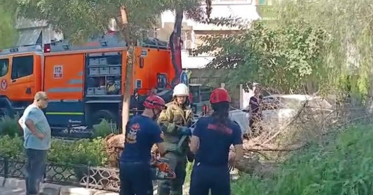  İzmir’de ağaç park halindeki otomobillerin üzerine devrildi