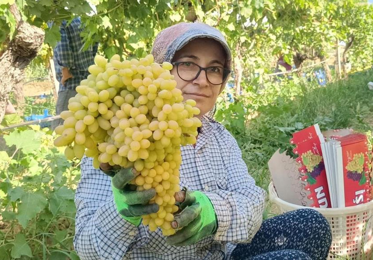 Sarıgöl’de yaş üzüm piyasası hareketlendi