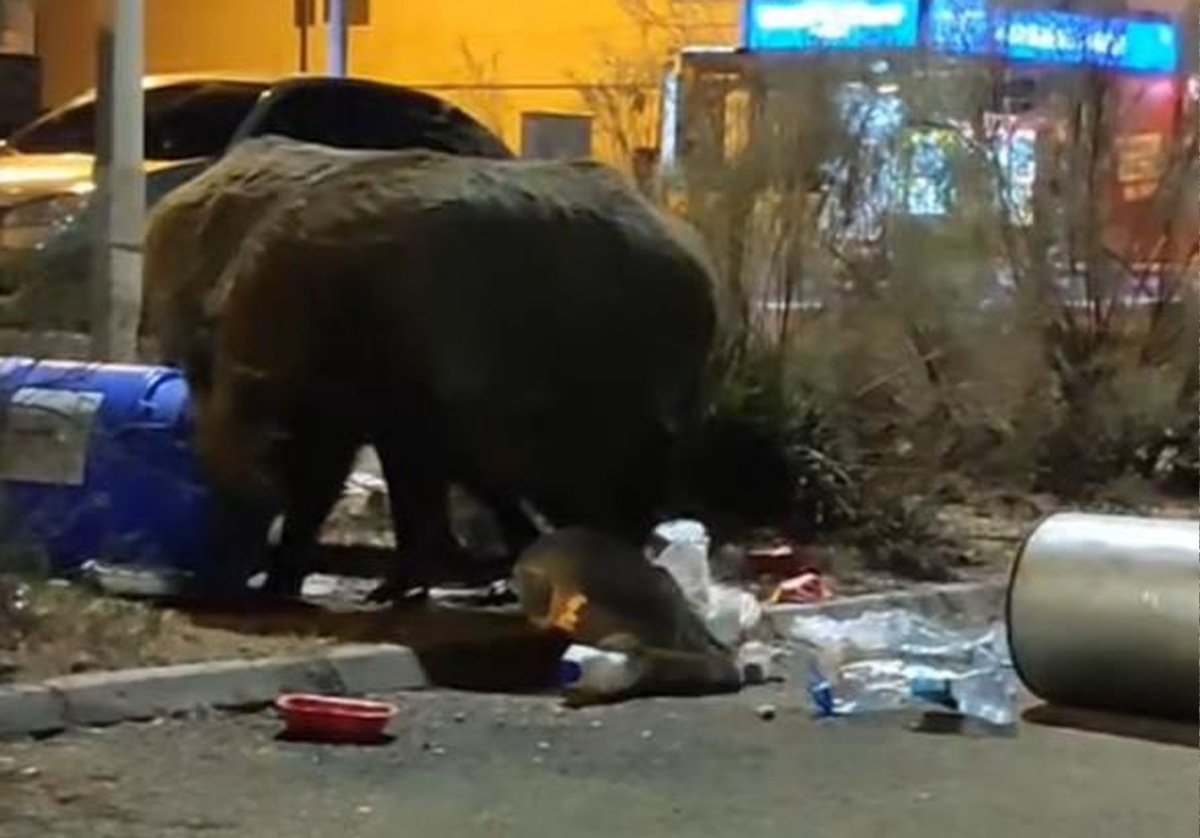 Çöplere dadanan domuzlar iri cüsseleriyle şaşırttı
