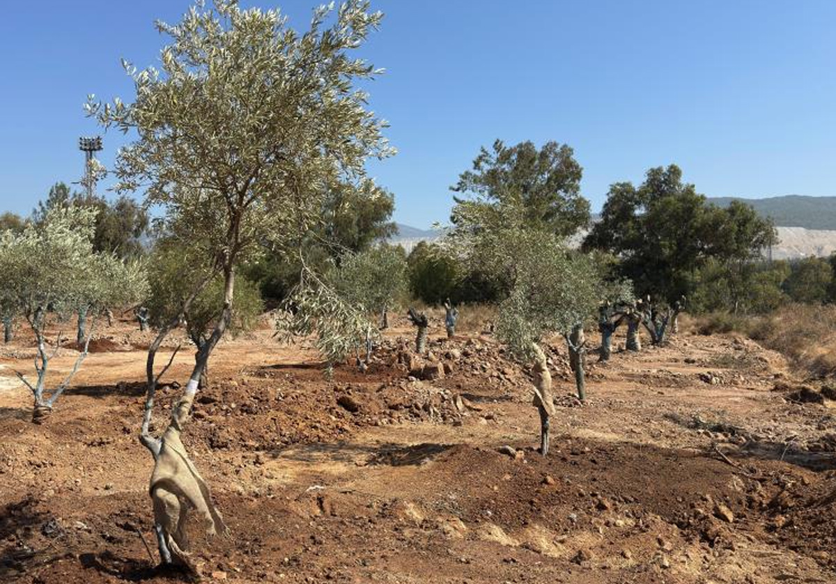 Zeytin ağaçları bilimsel yöntemlerle yeni yerlerine taşındı
