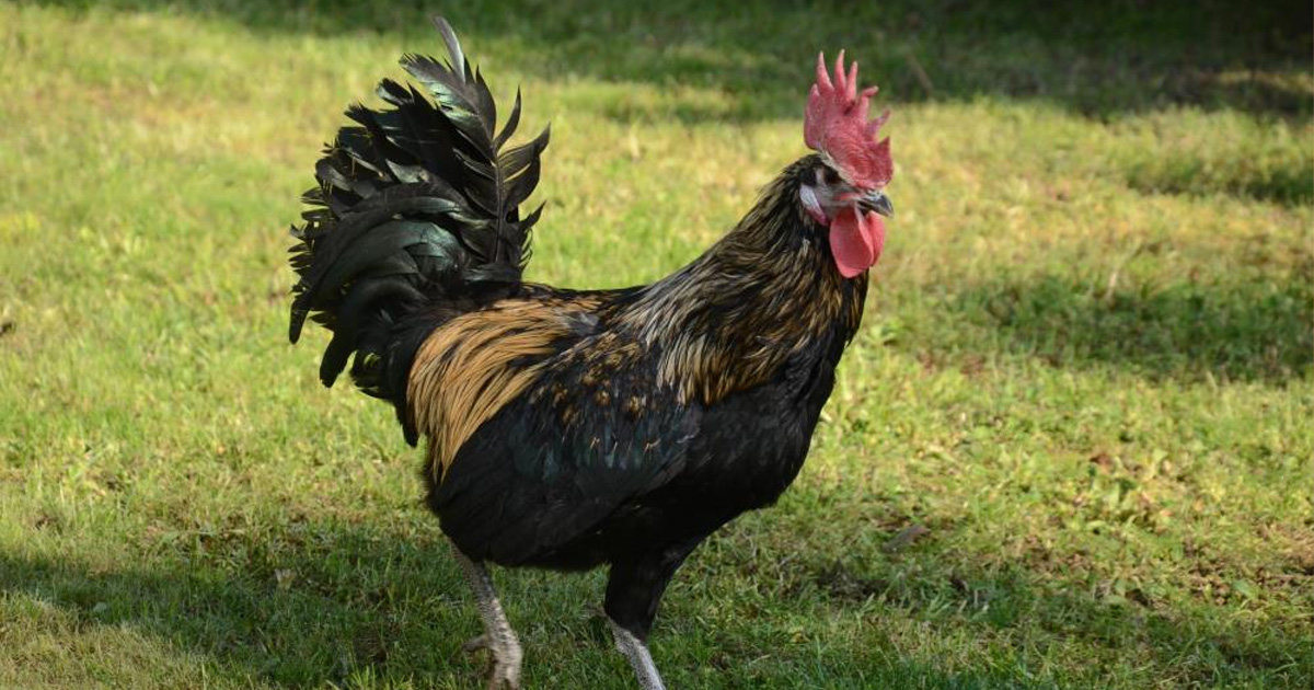 Dünyanın Gözdesi Denizli Horozu