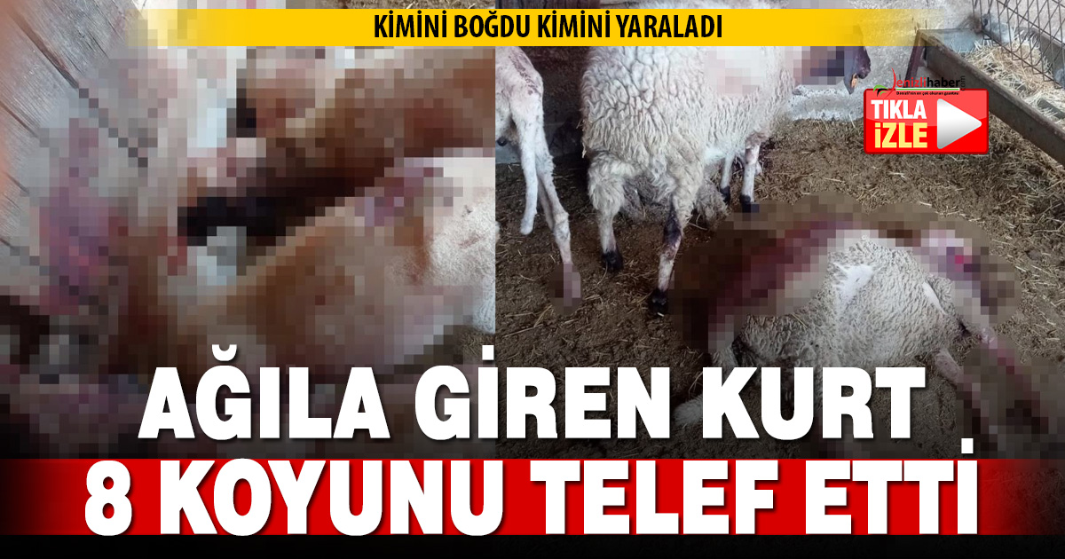Gece ağıla giren kurt, 8 kuzuyu telef etti