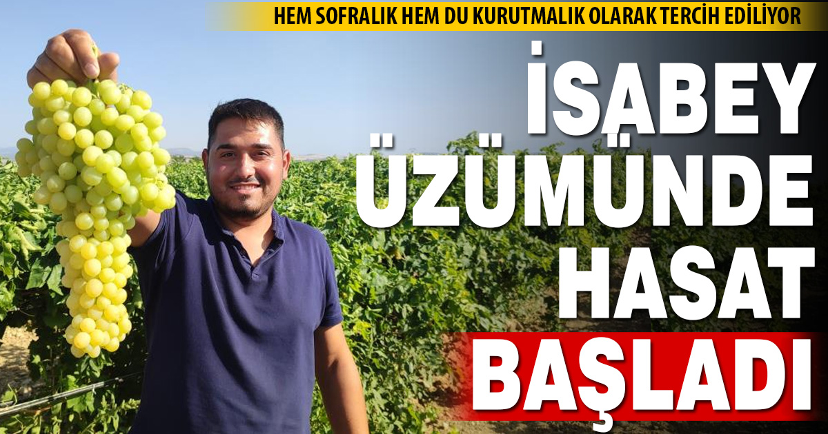 Coğrafi işaretli İsabey çekirdeksiz üzümünde hasat başladı
