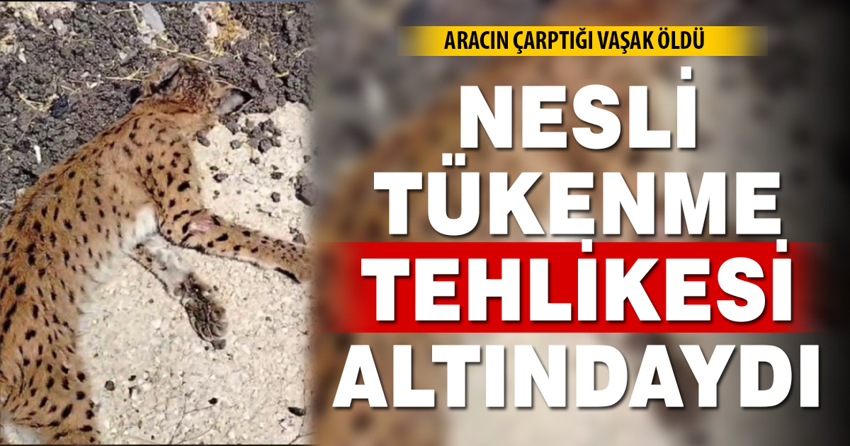 Nesli Tükenme Tehlikesindeki Vaşak Araç Çarpmasıyla Öldü
