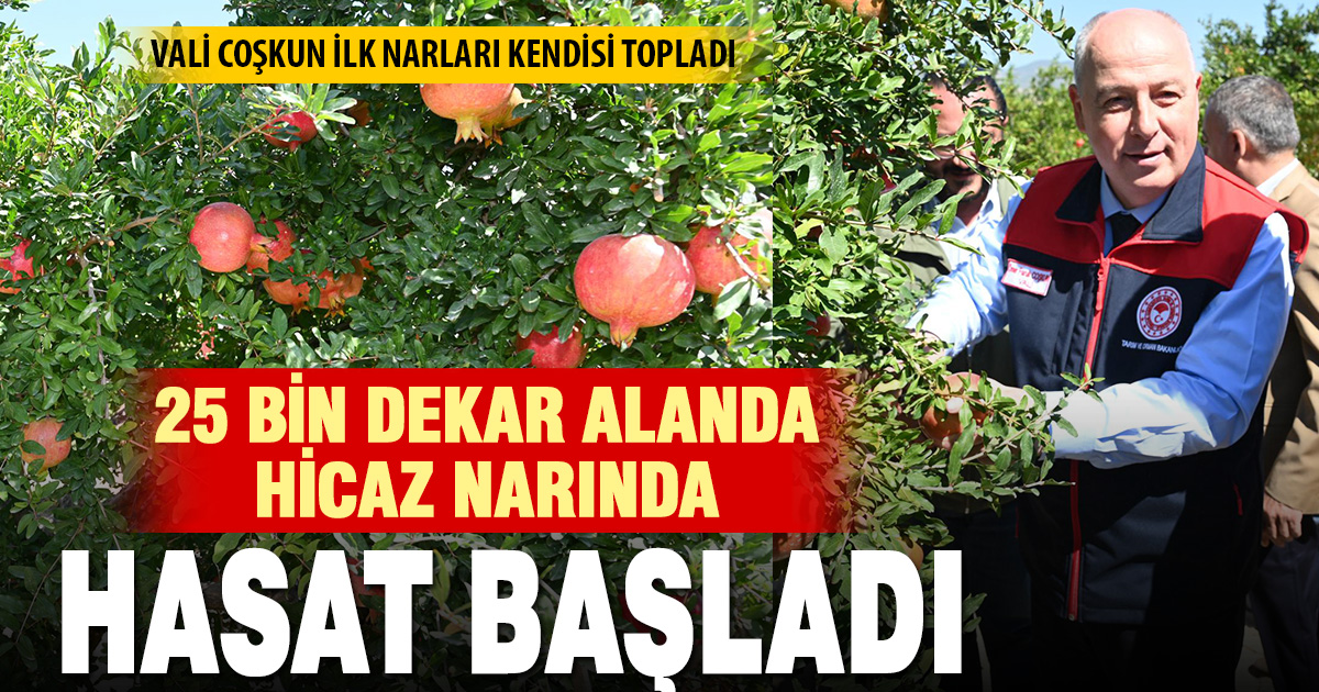 DENİZLİ PAMUKKALE’DE NAR HASADI BAŞLADI