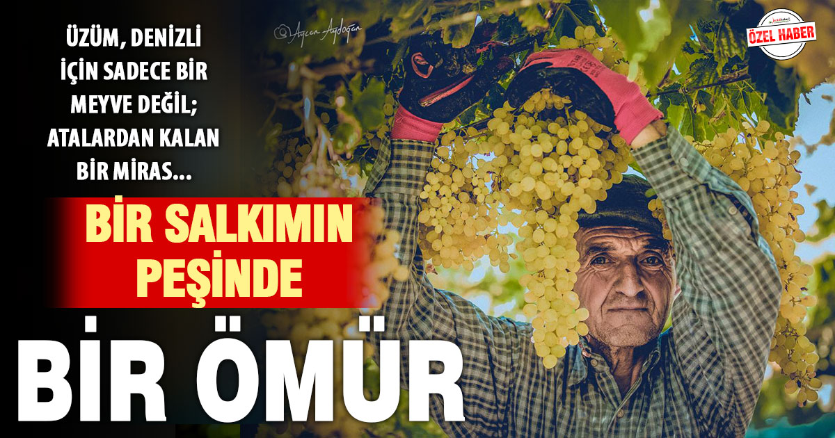 Bir salkımın peşinde: Denizli’de üzüm hasadı