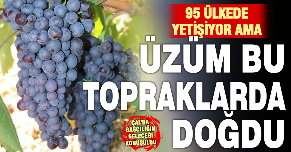Üzümün merkezi Çal’da bağcılığı geleceğe taşıyacak çalıştay