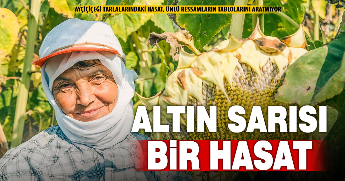 Çivril’de altın sarısı ayçiçeği hasadı, tabloları aratmıyor