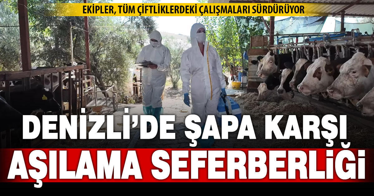 Denizli’de şap hastalığına karşı aşılama seferberliği sürüyor