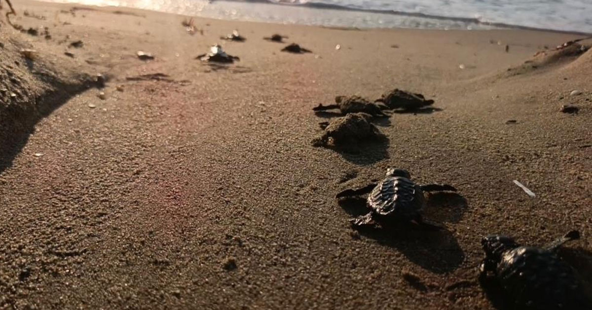 Caretta carettalar denizle buluştu