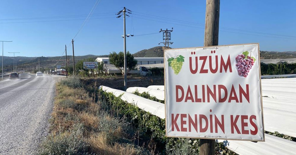 Denizli yolunda dalından üzüm satışı