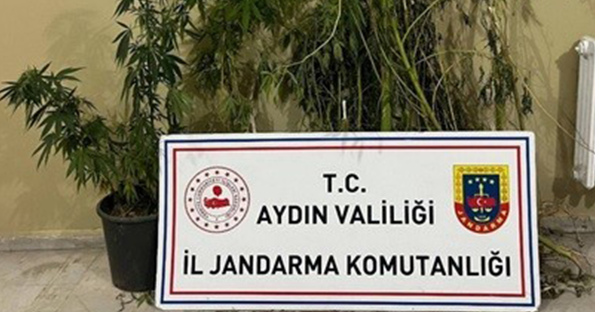 22 kök kenevir ele geçirildi