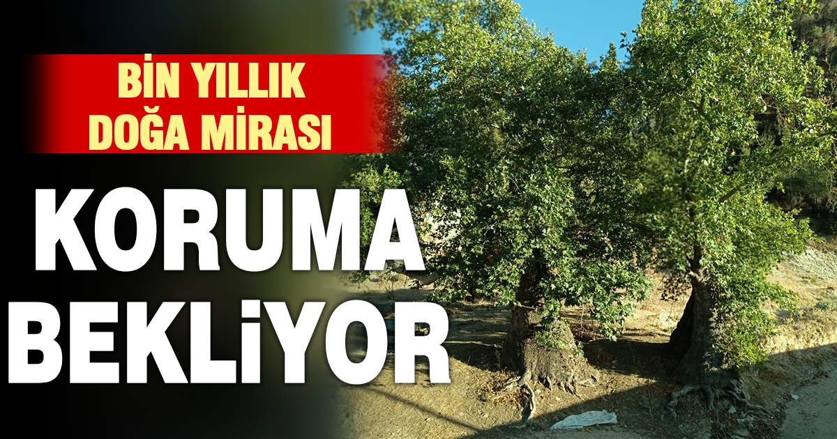Asırlık çınar ağaçların koruma altına alınması isteniyor