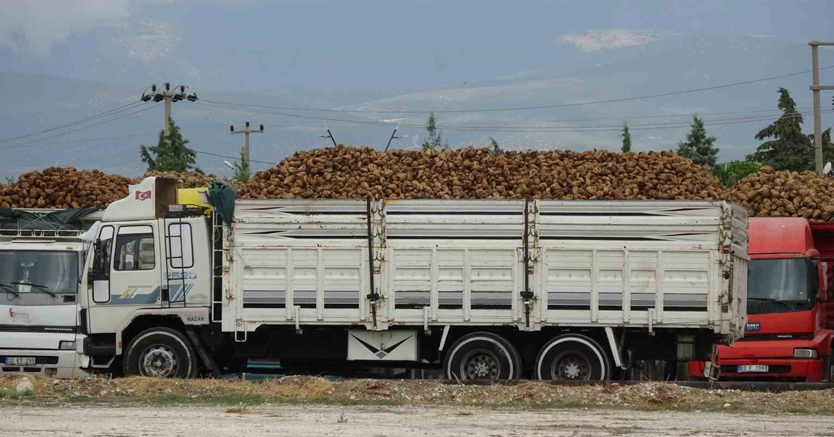 700 bin ton şeker pancarı işlenecek