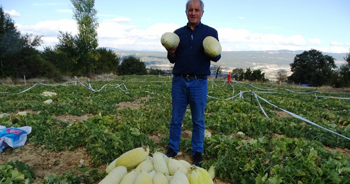 ‘Göncek Kavunu’nun hasadı başladı