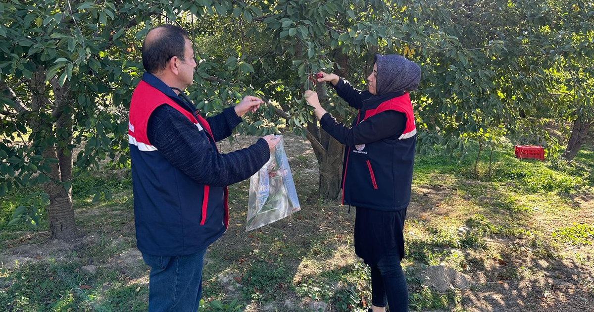 Kiraz ve vişne de zararlılara karşı numune alındı