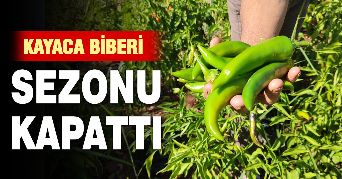 Acısıyla meşhur Kayaca biberinde hasat sona erdi