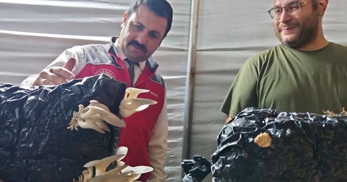 Menteşe’de istiridye mantarı üretimine yerinde denetim