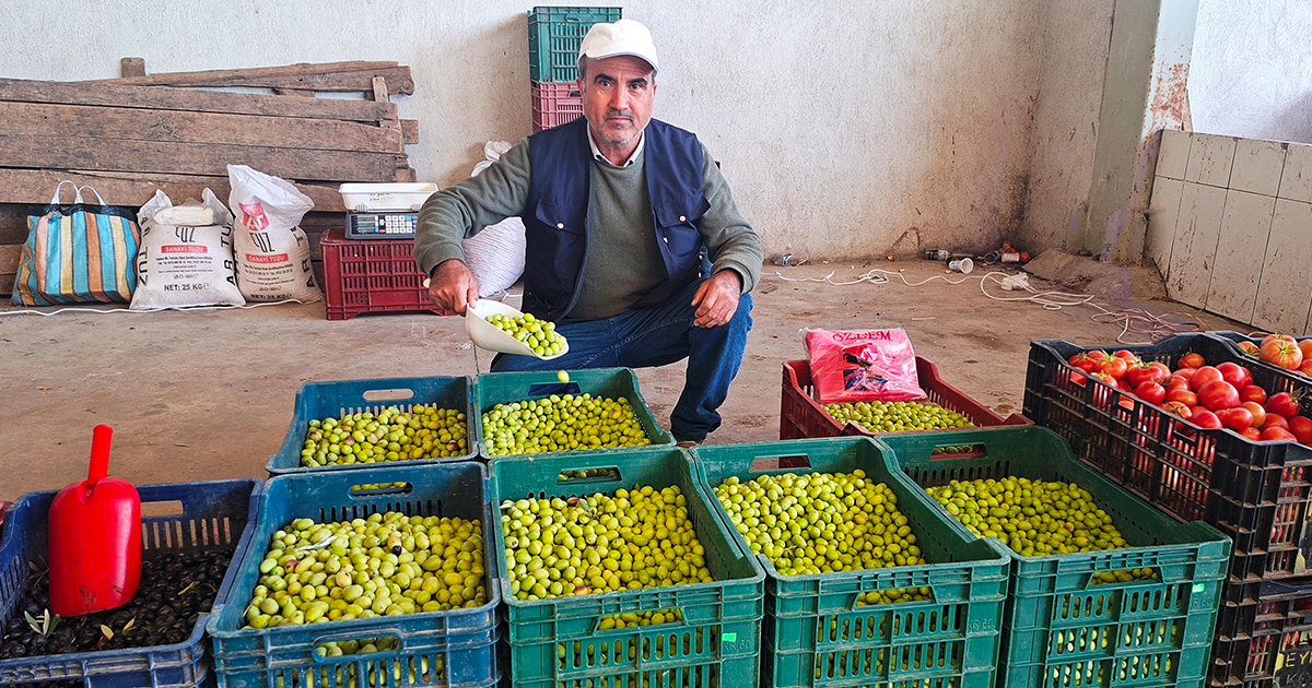 Salamura zeytin yapımı yaygınlaştı