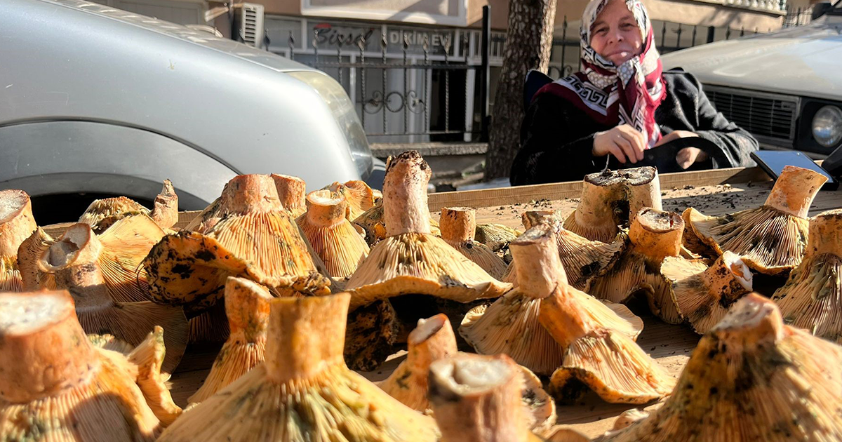 Tavşanlı pazarında mantar mesaisi